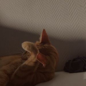 Meet your Posher, Riley